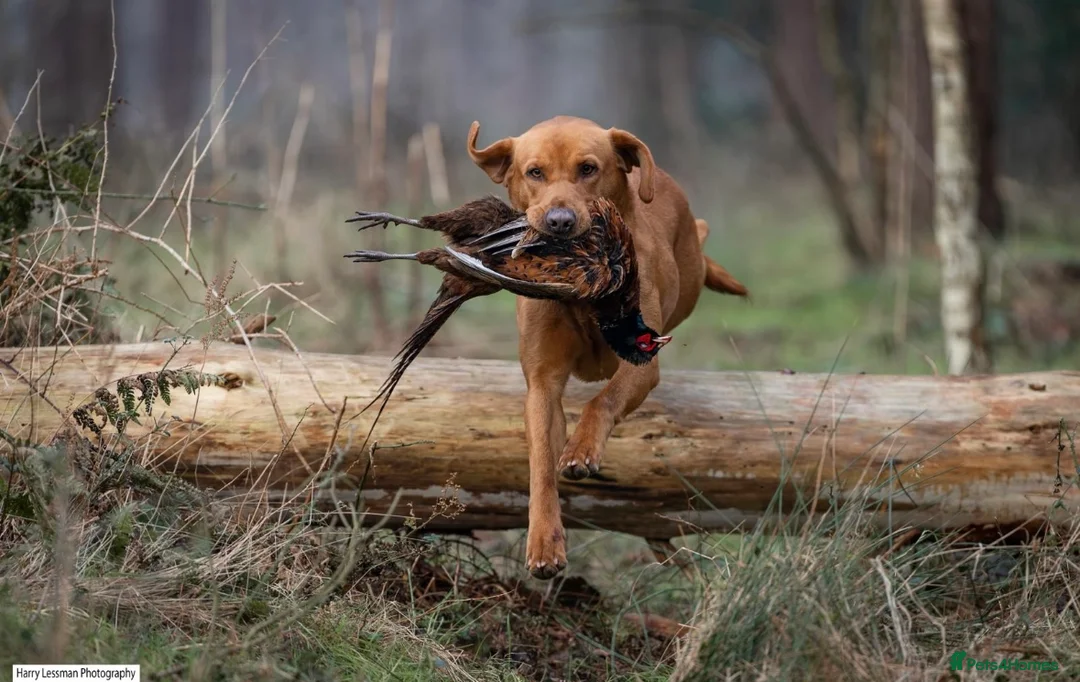 Labrador Retriever dogs for sale: Fox Red Labrador Puppies - Advert 12
