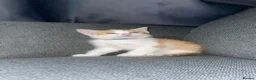 Mixed Breed cats for sale: 4 beautiful Ragdoll x kittens. - Advert 3