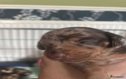 Miniature Dachshund dogs for sale: Miniature Dachshund puppies for sale  - Image 6