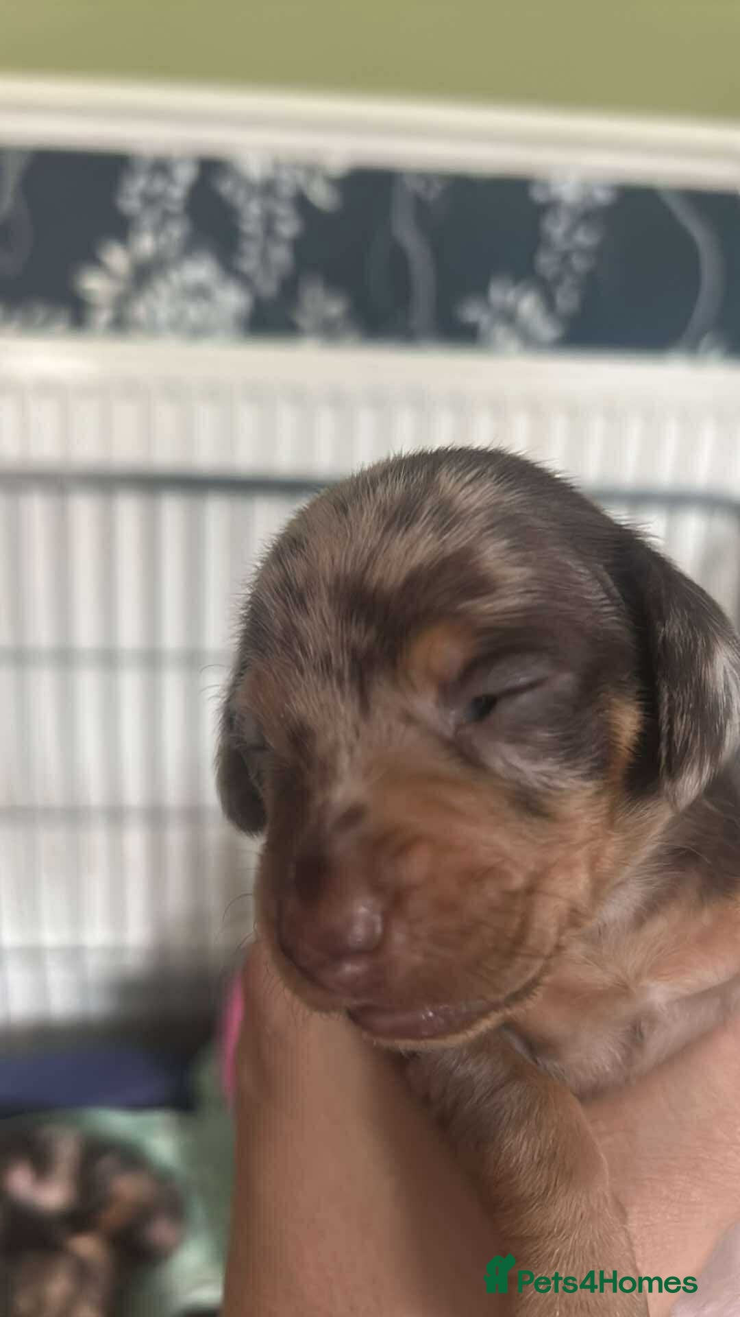 Miniature Dachshund dogs for sale: Miniature Dachshund puppies for sale  - Image 6