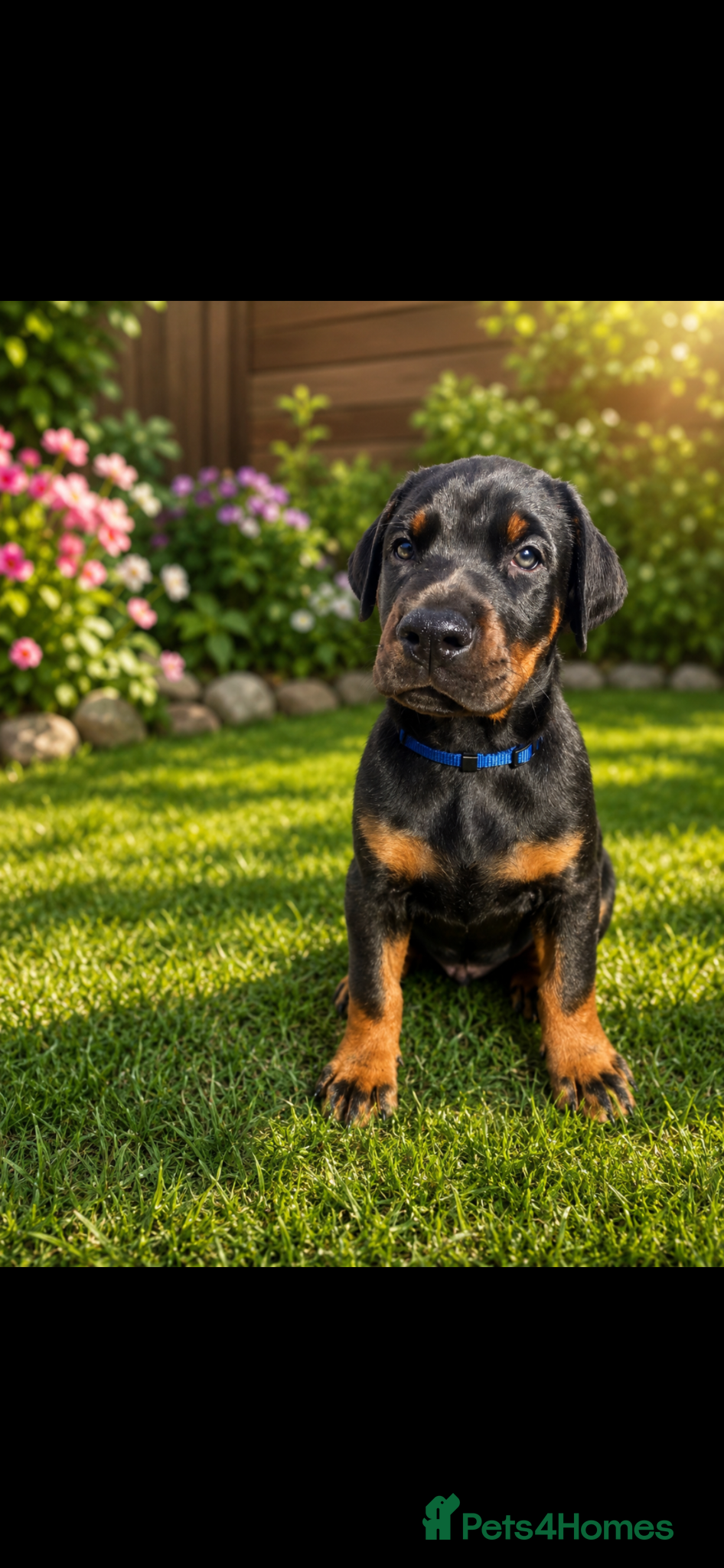 Dobermann dogs 4 Doberman puppies left  - Advert 5
