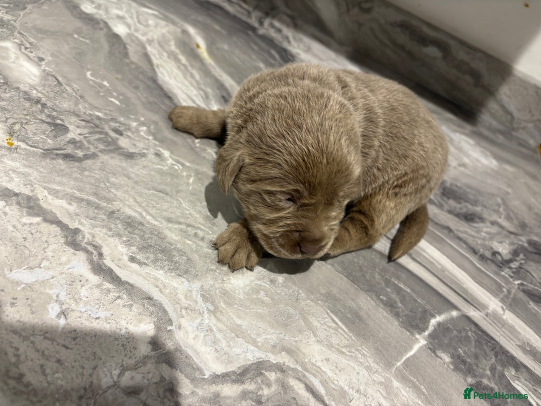 Labrador Retriever dogs for sale: GORGEOUS silver Labradors 🐶  - Advert 3