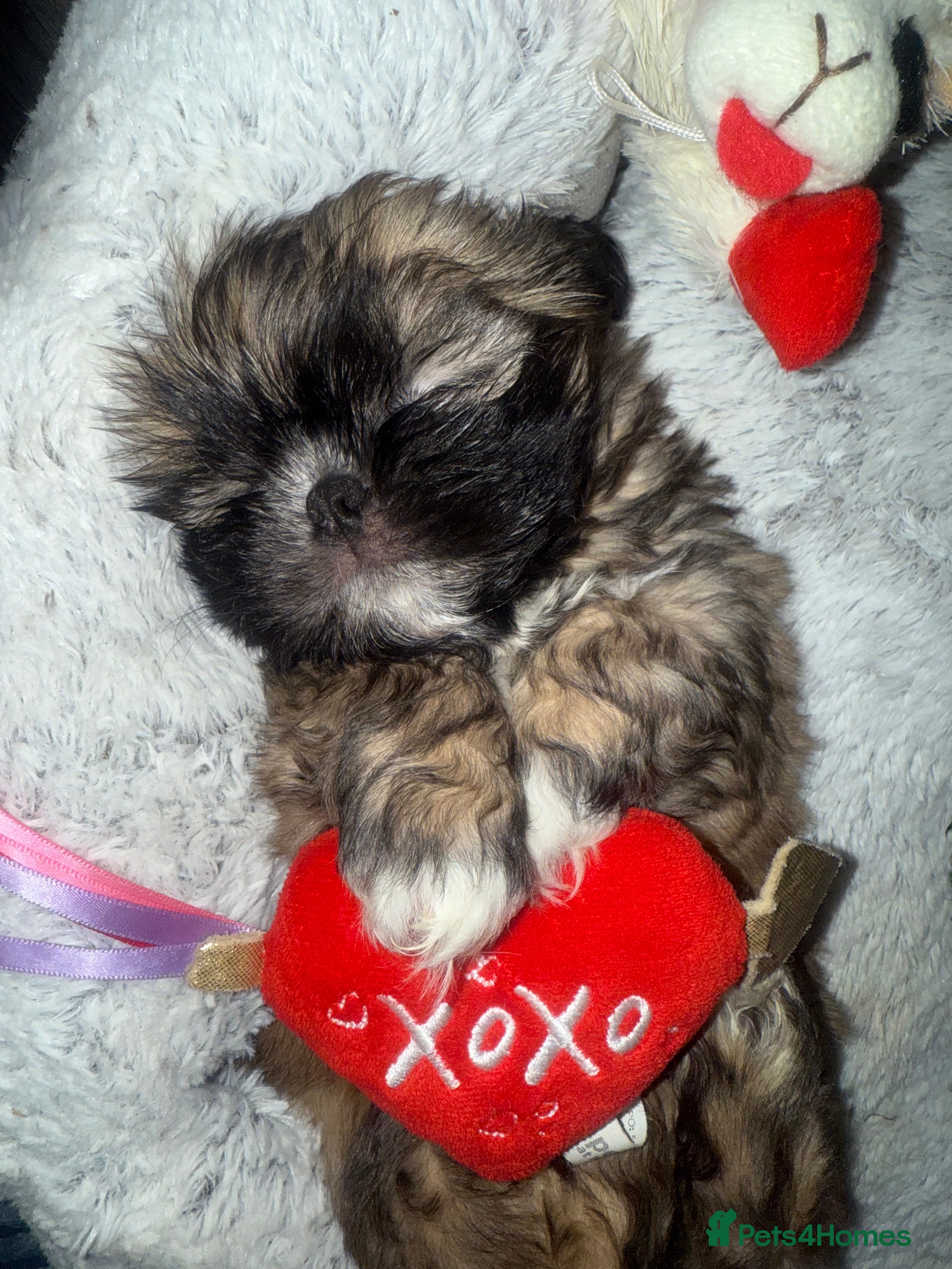 Shih Tzu dogs Gorgeous Shih Tzu Babies, ready from 14 Febuary.  - Advert 2