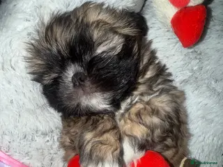 Shih Tzu dogs Gorgeous Shih Tzu Babies, ready from 14 Febuary. - Advert 2