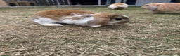Mini Lop rabbits for sale: Mixed Mini Lop Rabbits - Advert 9