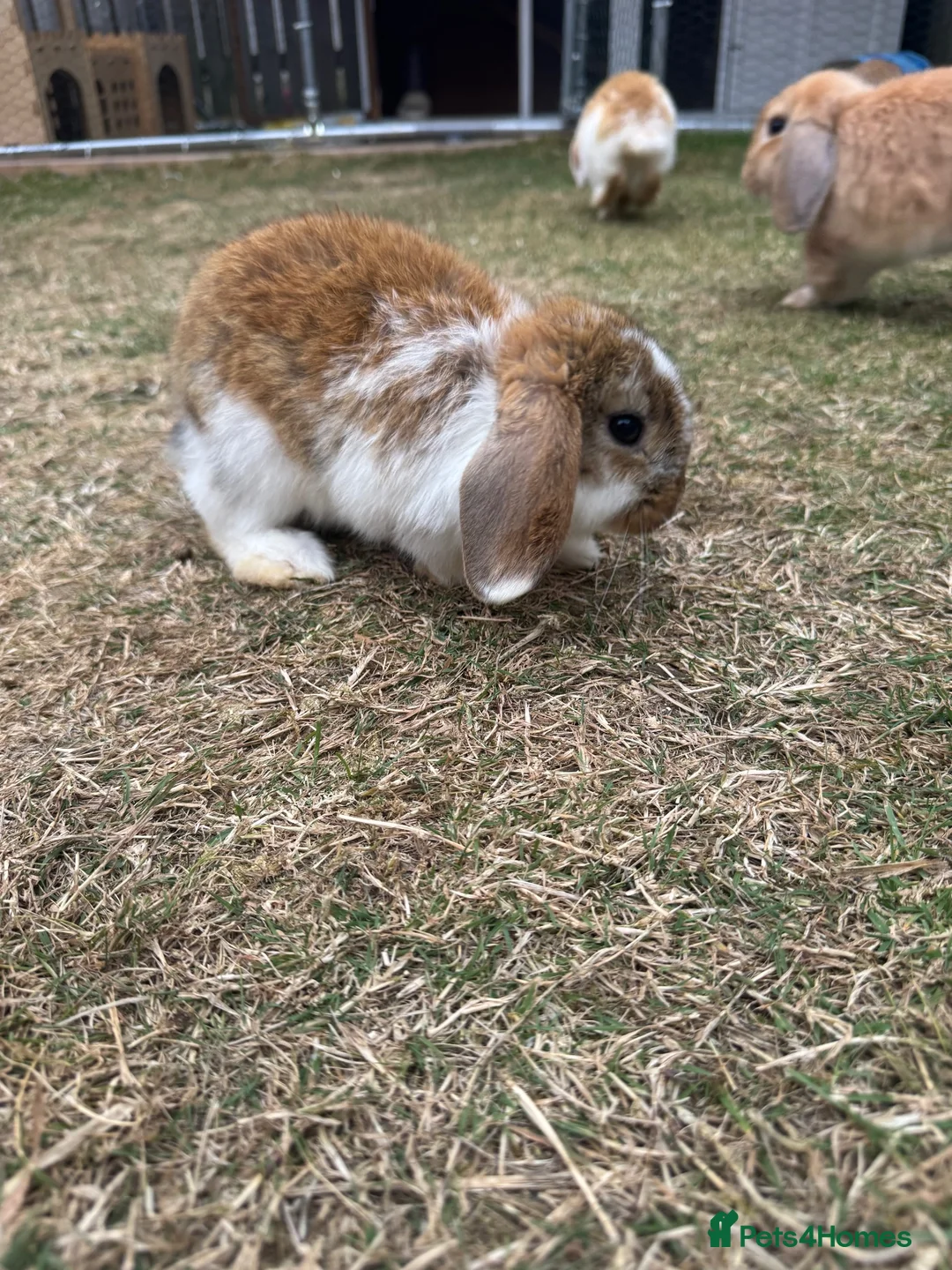 Mini Lop rabbits for sale: Mixed Mini Lop Rabbits - Advert 9