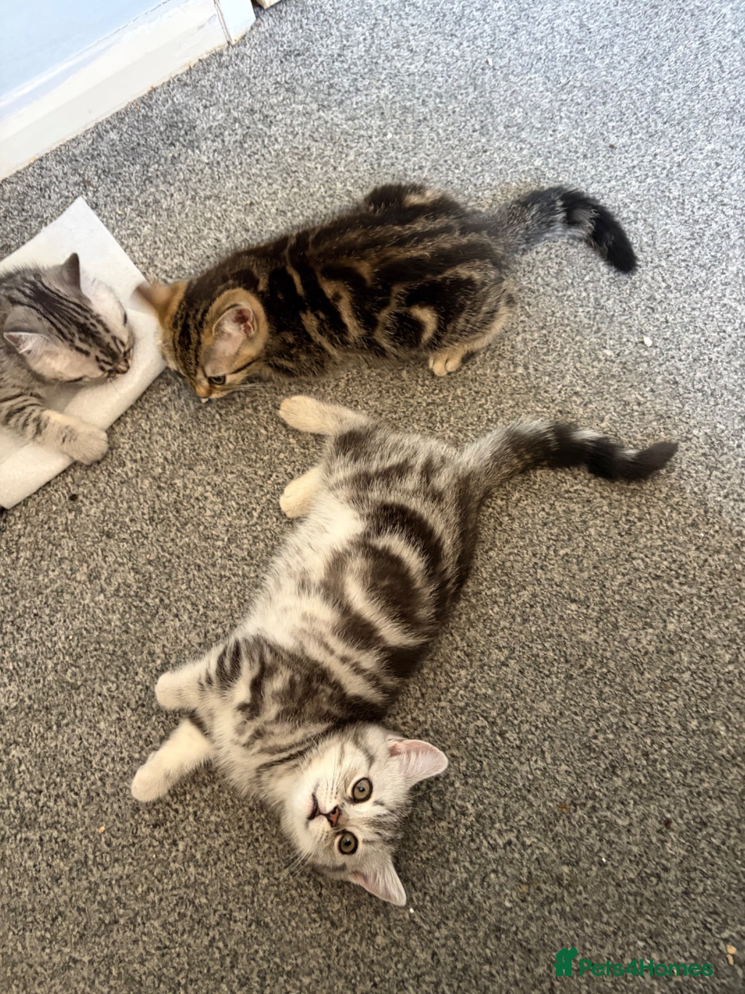 British Shorthair cats for sale: British short hairs  in Horsham - Advert 7