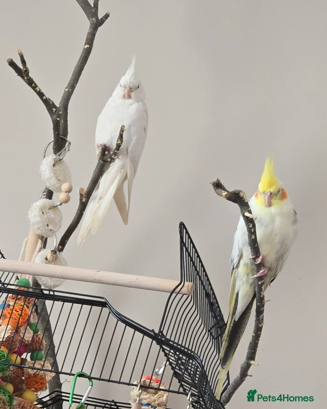 Cockatiels birds for sale: Pair of male cockatiel for sale - Advert 2