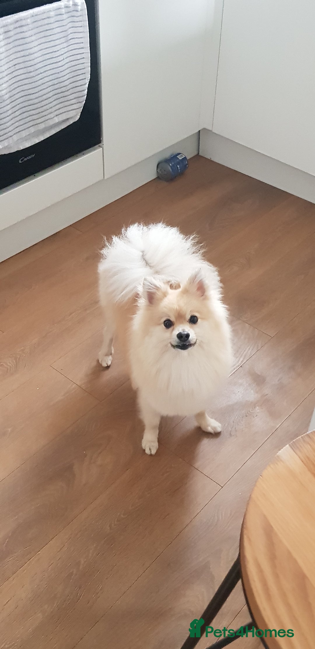 Pomeranian dogs for sale: Beautiful Adult Pomeranian  - Image 1