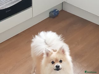 Pomeranian dogs for sale - Advert 1