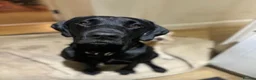 Labrador Retriever dogs for sale: Beautiful litter of labradors / Drakeshead  in Exeter - Advert 7