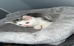Mixed Breed cats for sale: BENGAL X TABBY KITTENS - Image 7