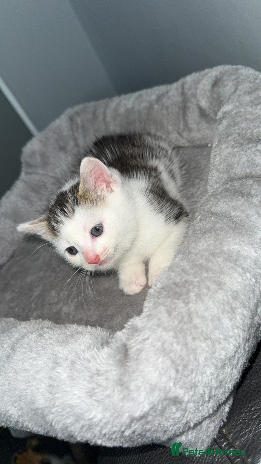 Mixed Breed cats for sale: BENGAL X TABBY KITTENS - Image 7