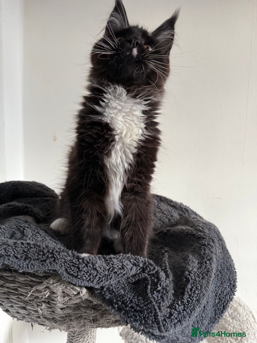 Maine Coon cats for sale: 🐾 last Maine Coon Boy Still Available 🐾 - Advert 2