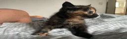 Mixed Breed cats for sale: Mixed kittens  in Runcorn - Advert 8