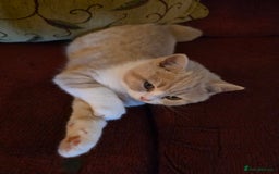 British Shorthair cats for sale: British Shorthairs Stunning Litter - Image 12