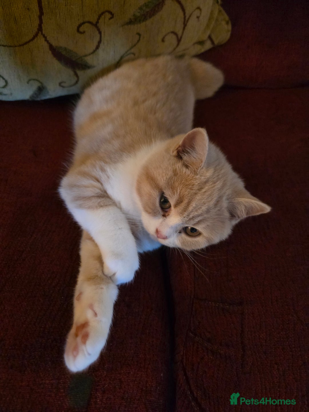 British Shorthair cats for sale: British Shorthairs Stunning Litter - Image 12