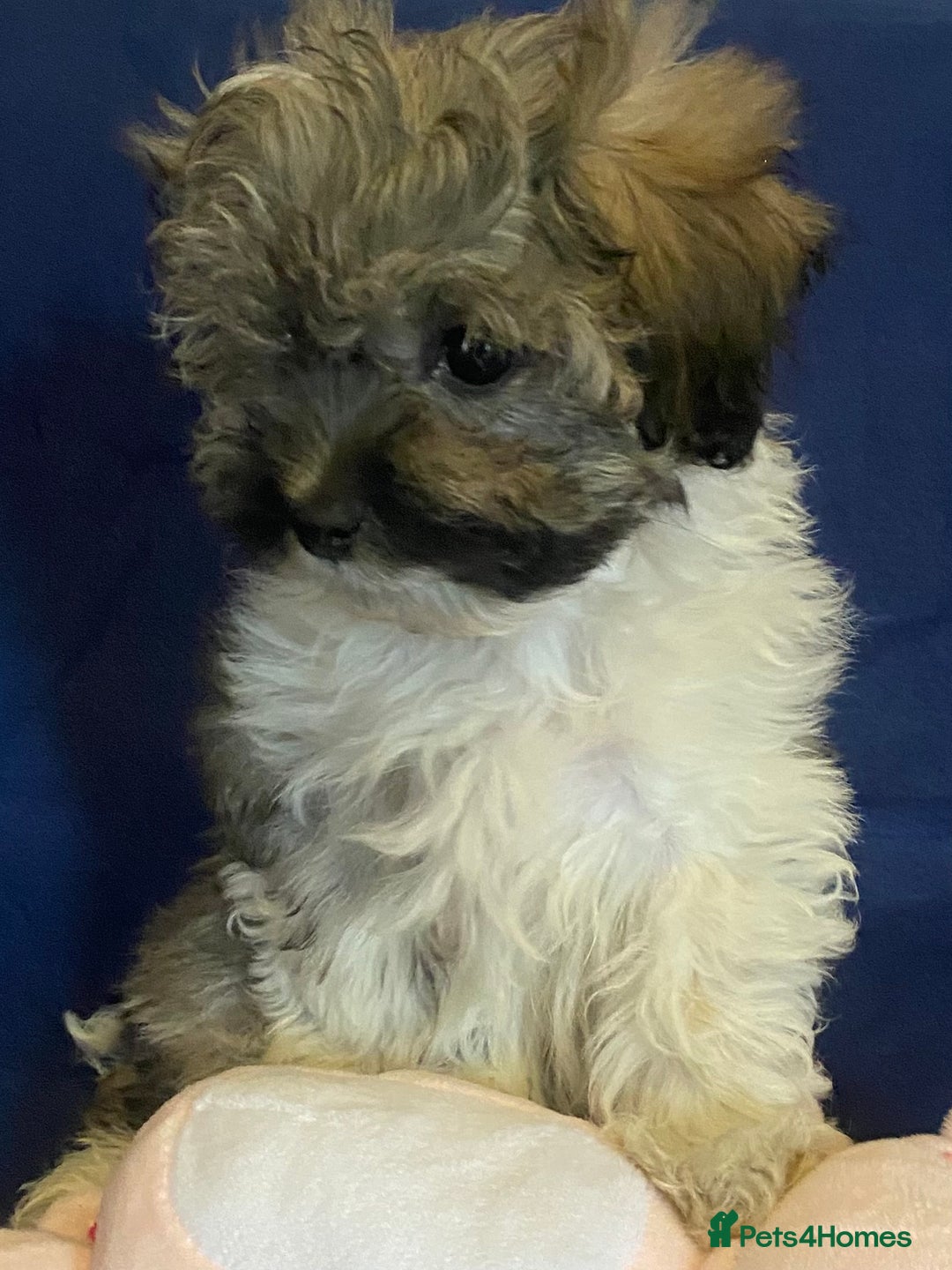 Mixed Breed dogs for sale: Beautiful Shihpoo cross maltese puppies - Image 22