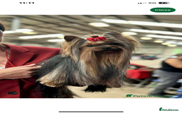 Yorkshire Terrier dogs for sale: Absolutely adorable mini yorkie puppies  - Image 26