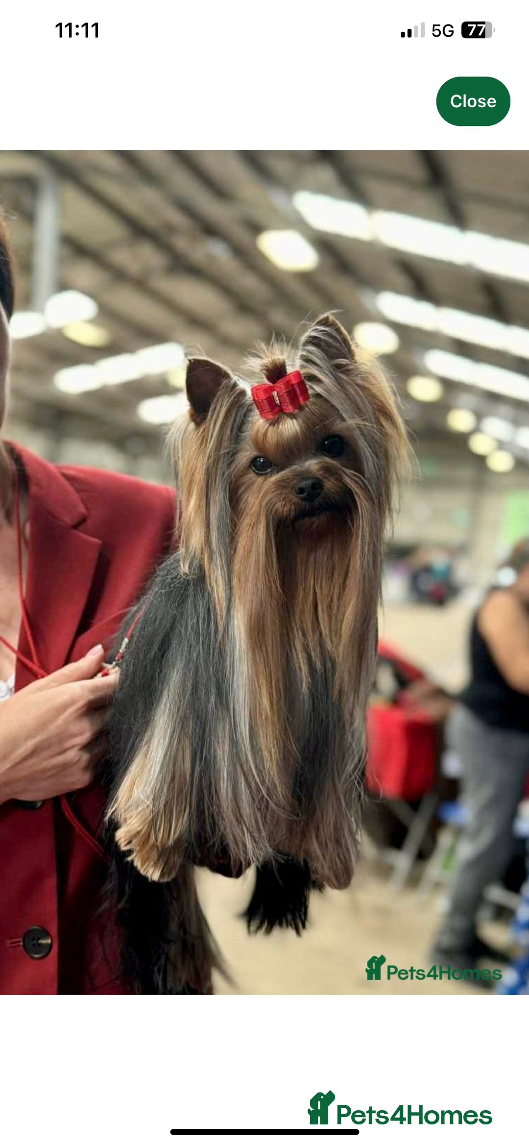 Yorkshire Terrier dogs for sale: Absolutely adorable mini yorkie puppies  - Image 26