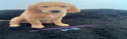 Golden Retriever dogs for sale: Stunning KC Golden Retriever pups - Advert 18