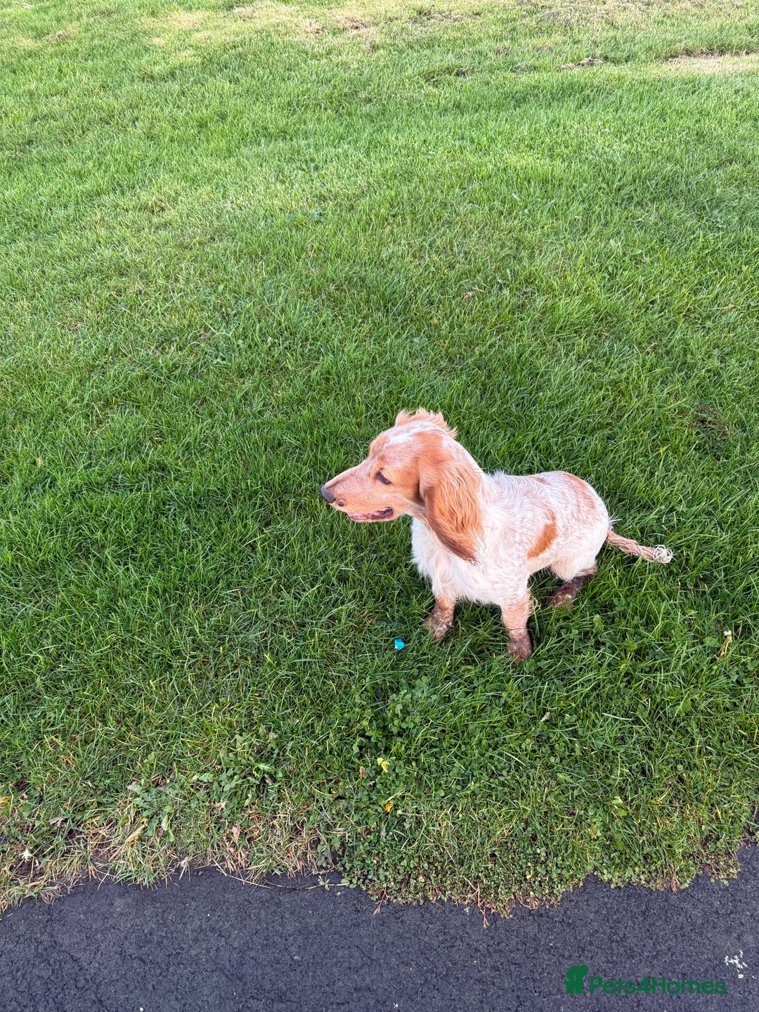 Cocker Spaniel dogs for sale: Lemon roan male cocker for rehoming - Advert 2