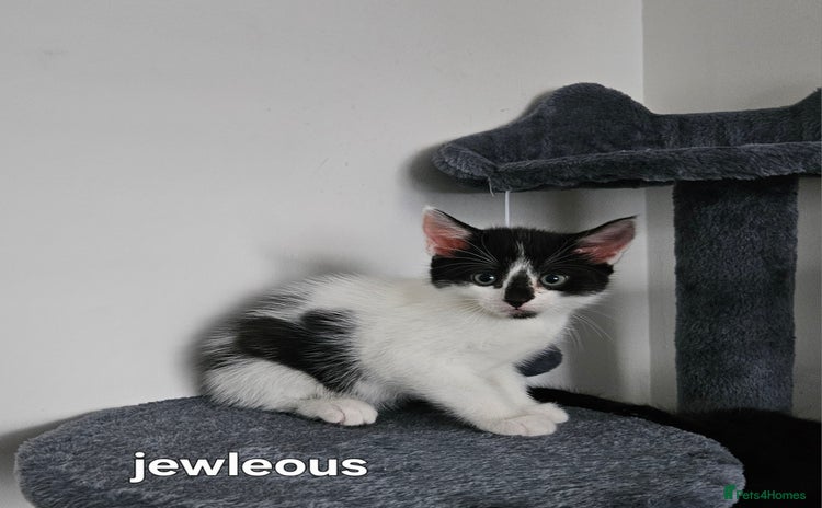 Mixed Breed cats - Advert 2