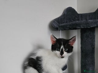 Mixed Breed cats - Advert 11