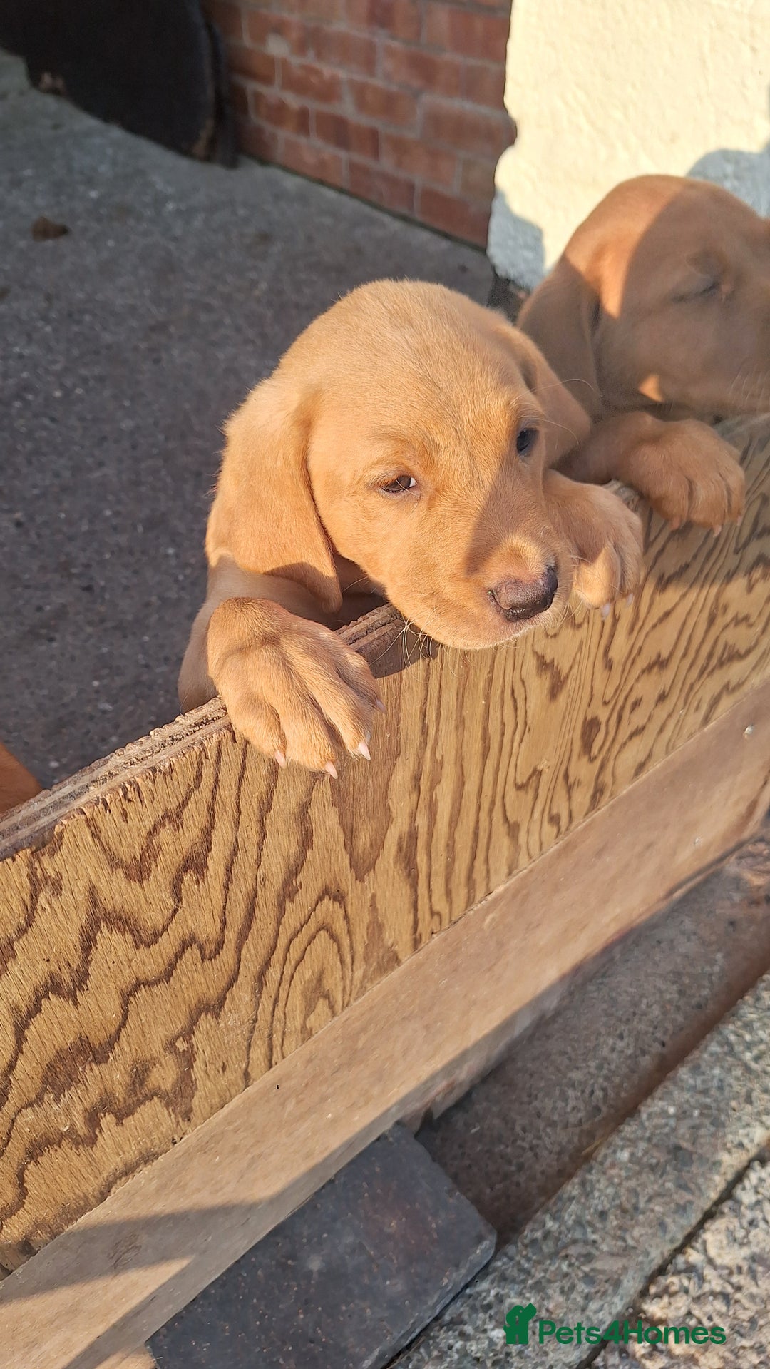 Labrador Retriever dogs for sale: I Boy pup - Image 2