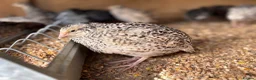 Quail poultry for sale: Coturnix Quail | Hatching Eggs, Day Olds & Older - Advert 13