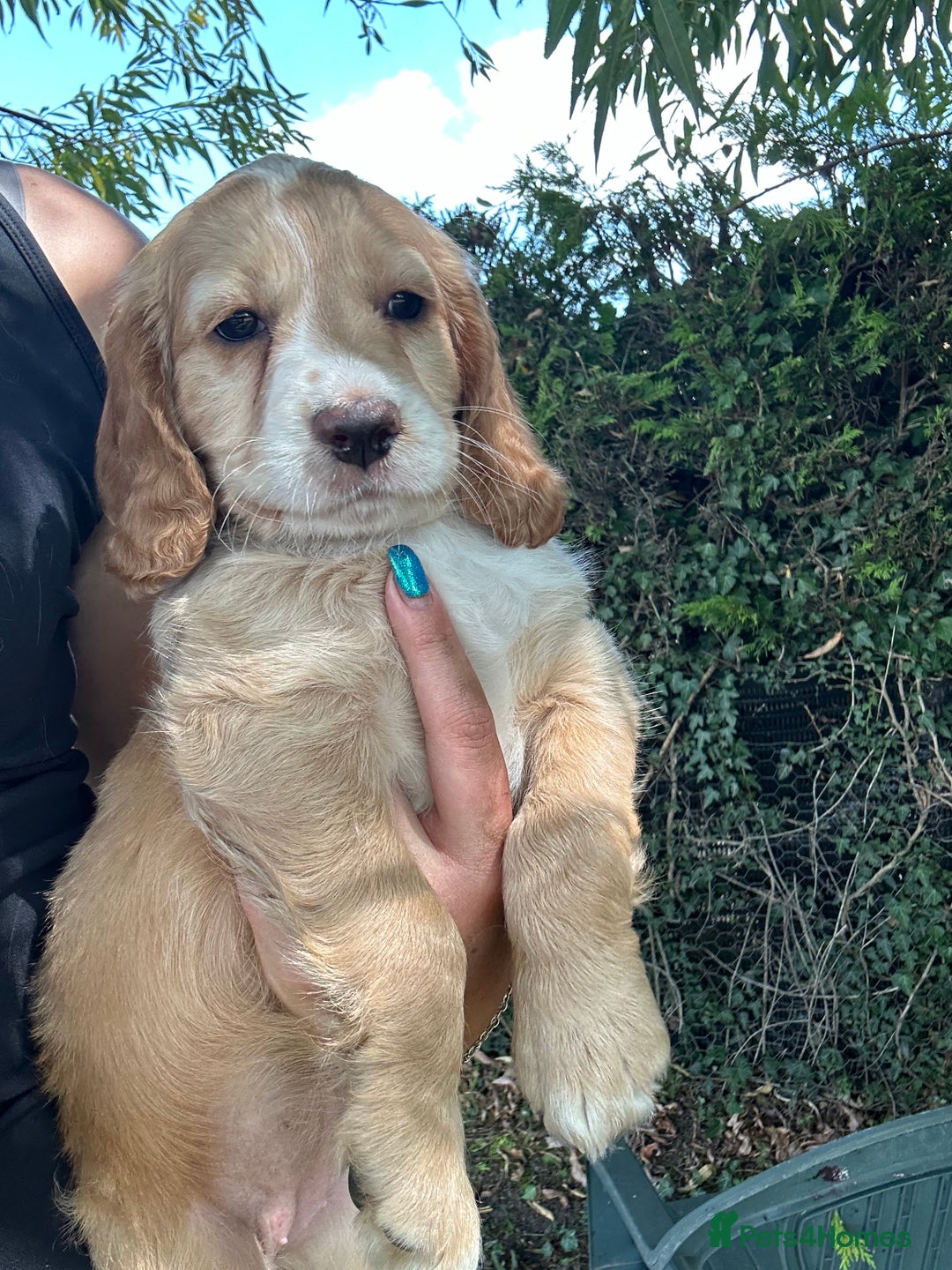 Cocker Spaniel dogs for sale: 3 golden cocker spaniels looking for loving homes - Image 11