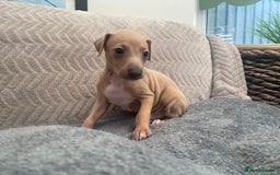 Italian Greyhound dogs for sale: ItalianGreyhound Puppies Ready4Their Forever Homes - Image 11