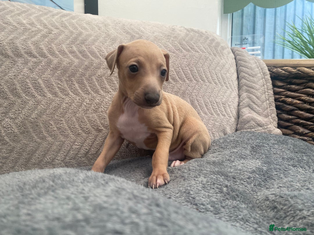 Italian Greyhound dogs for sale: ItalianGreyhound Puppies Ready4Their Forever Homes - Image 11