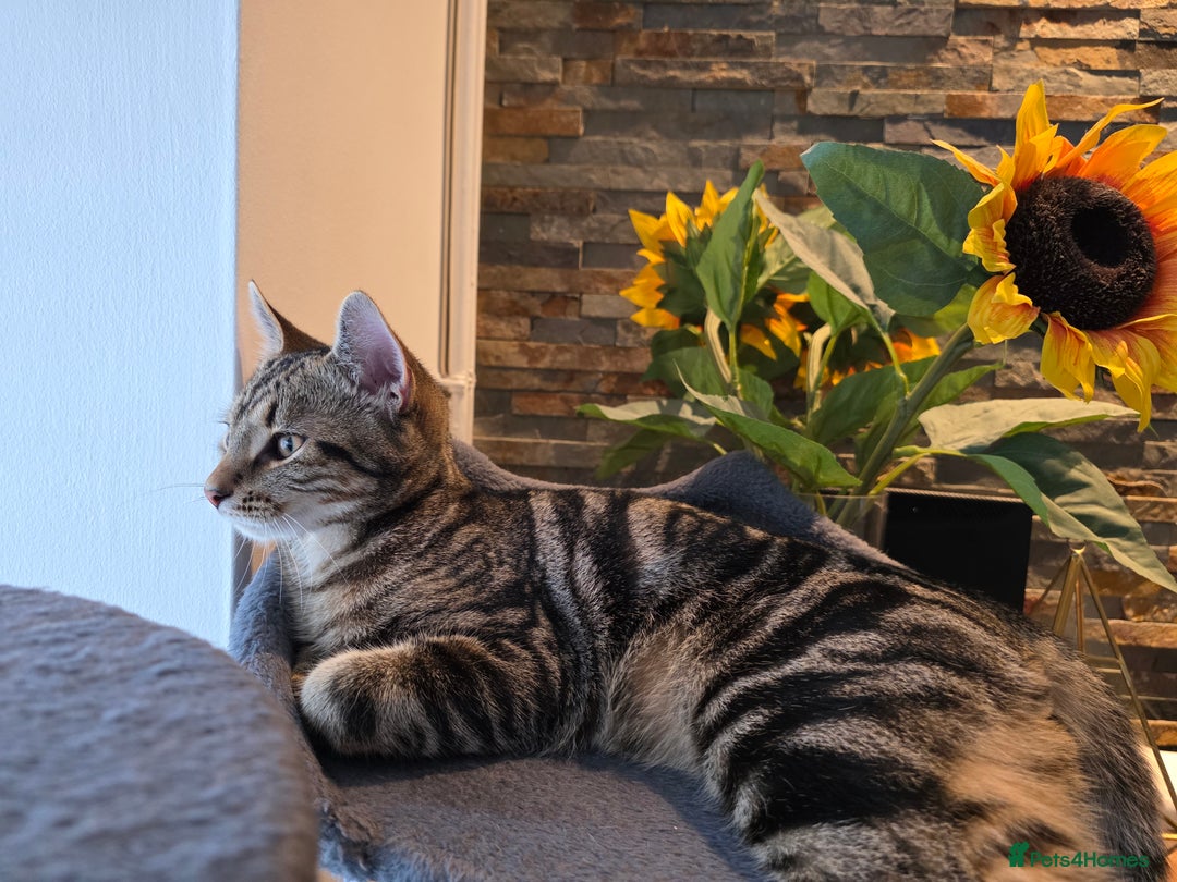 British Shorthair cats for sale: 4 month kitten vacinated and microchipped  - Image 2
