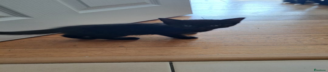 Mixed Breed Kitten 2