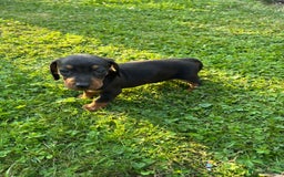 Dachshund dogs for sale: Gorgeous dachshund puppies - Image 4