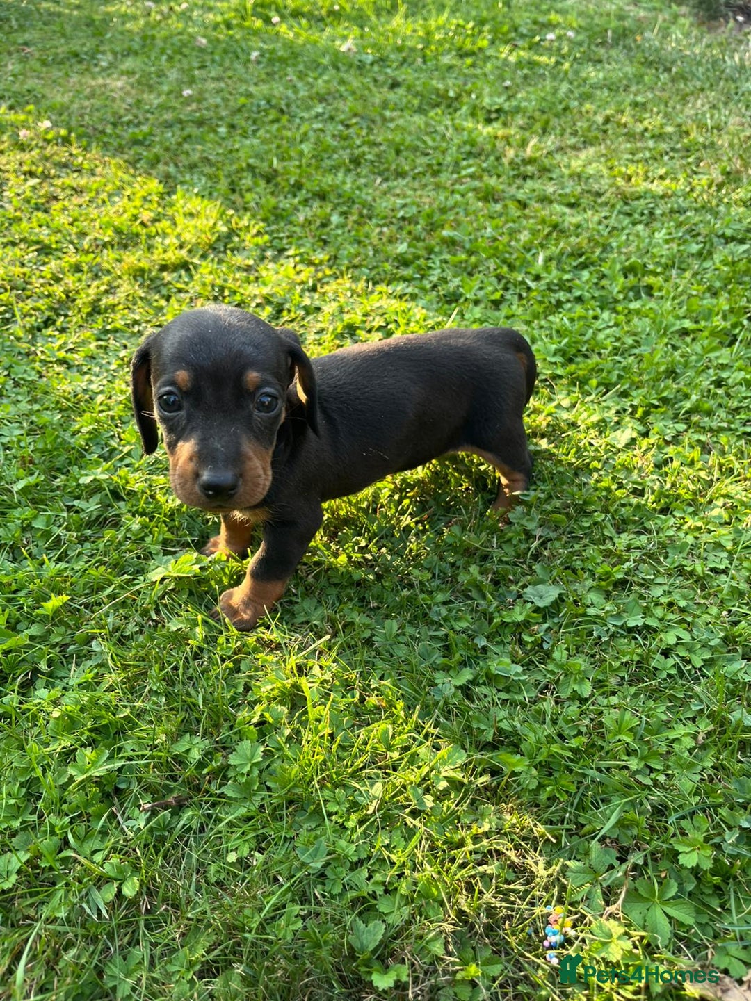 Dachshund dogs for sale: Gorgeous dachshund puppies - Image 4