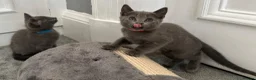 Russian Blue cats for sale: Russian Blue Kittens - Advert 19