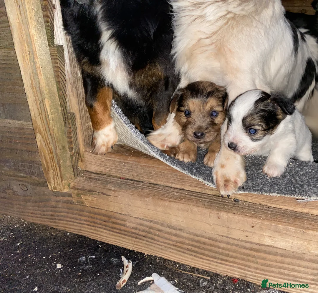 Jack Chi dogs for sale: Jack chi puppies  - Advert 1