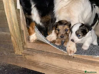 Jack Chi dogs Jack chi puppies - Advert 4