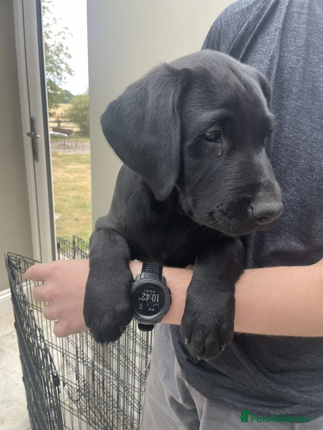 Labrador Retriever dogs for sale: KC registered Black Labrador  in Richmond - Advert 6