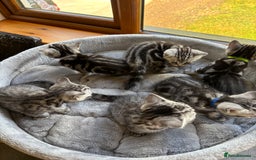 British Shorthair cats for sale: ❤️💙 GORGEOUS SILVER TABBY BSH CHAMPION LINES 💙❤️ - Image 5