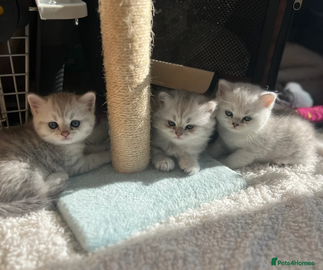 British Shorthair cats for stud: ACTIVE reg 𝑮𝑪𝑪𝑭/TICA BSH CHINCHILLA 🏆 in Ilford - Advert 22