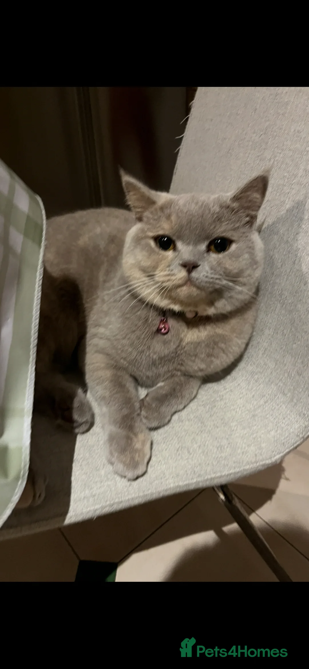British Shorthair cats for sale: Mixed colour British short hair  - Advert 2