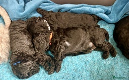 Miniature Poodle dogs for sale: Miniature Poodles  - Image 4
