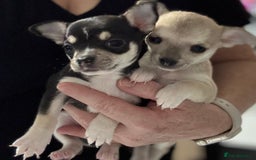 Chihuahua dogs for sale: For sale  - Image 6