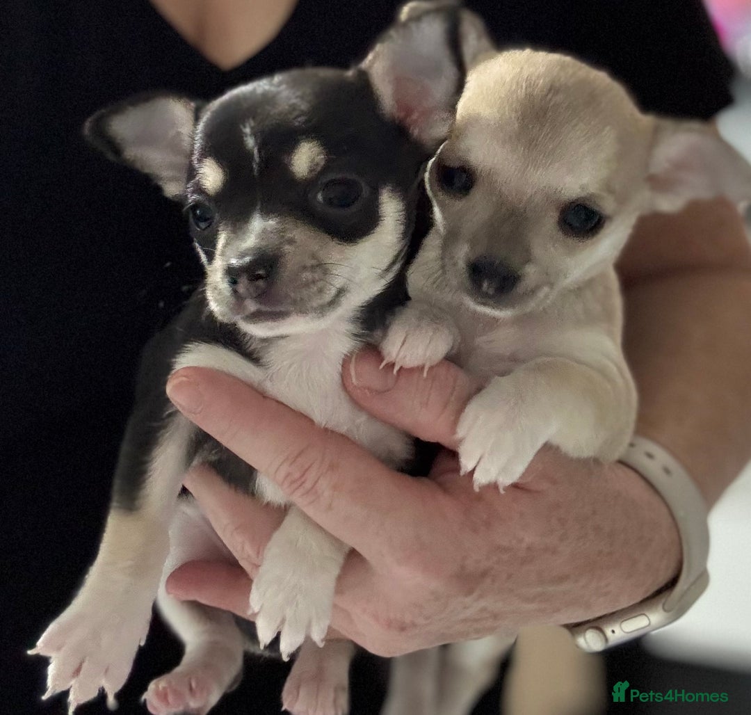 Chihuahua dogs for sale: For sale  - Image 6
