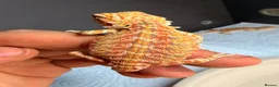 Bearded Dragon reptiles for sale: Stunning Baby Bearded Dragon is ready to go! - Advert 3