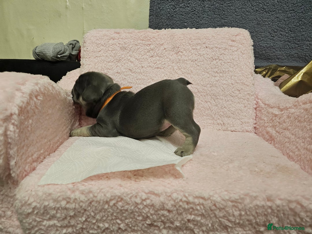 French Bulldog dogs for sale: French bulldog puppies - Advert 10