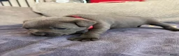 Staffordshire Bull Terrier dogs for sale: Beautiful KC reg blue puppies - Advert 24